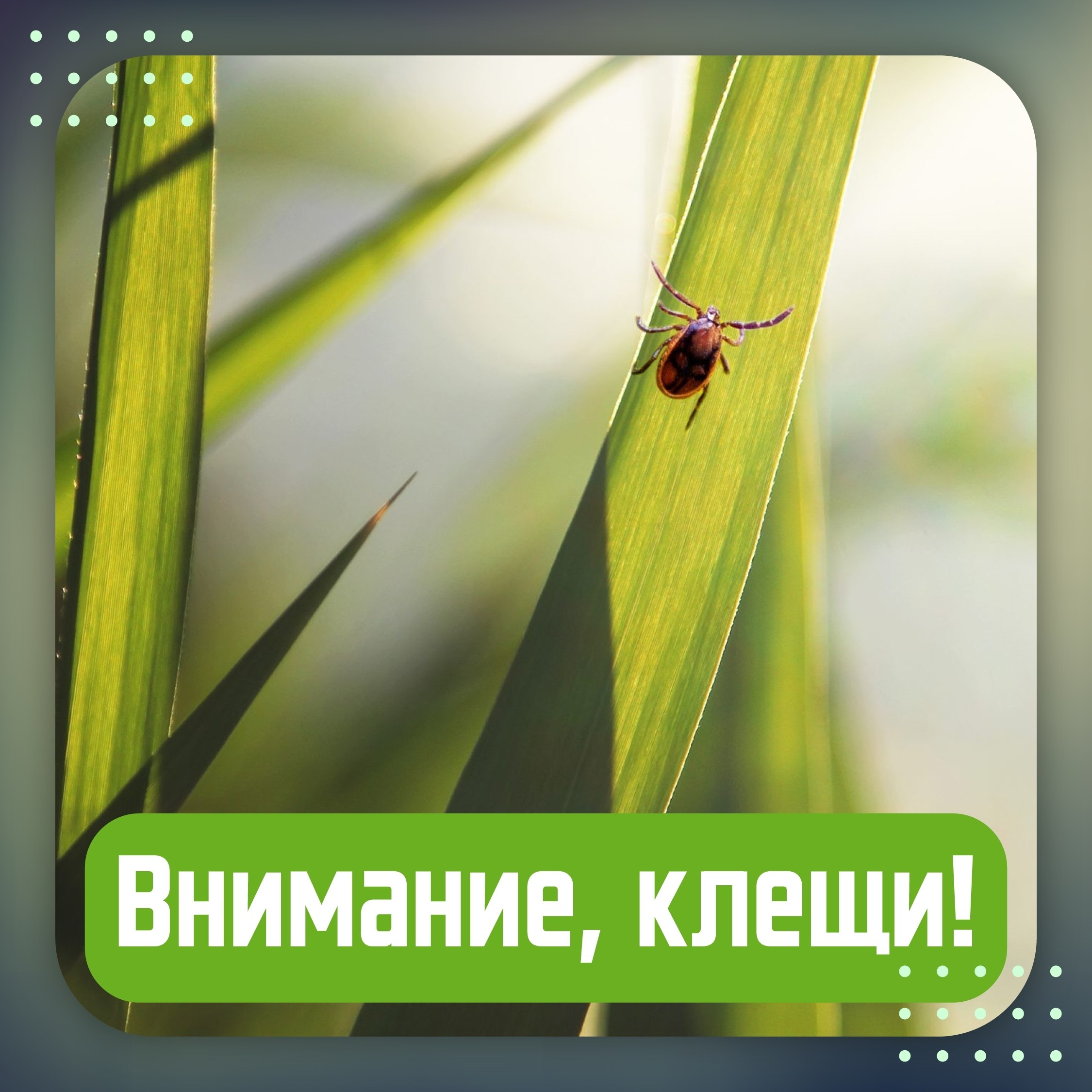 Сезон активности клещей уже начался: не забудьте о безопасности