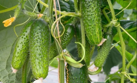 ����������� ��������� ��� �������: ������� �������� ������