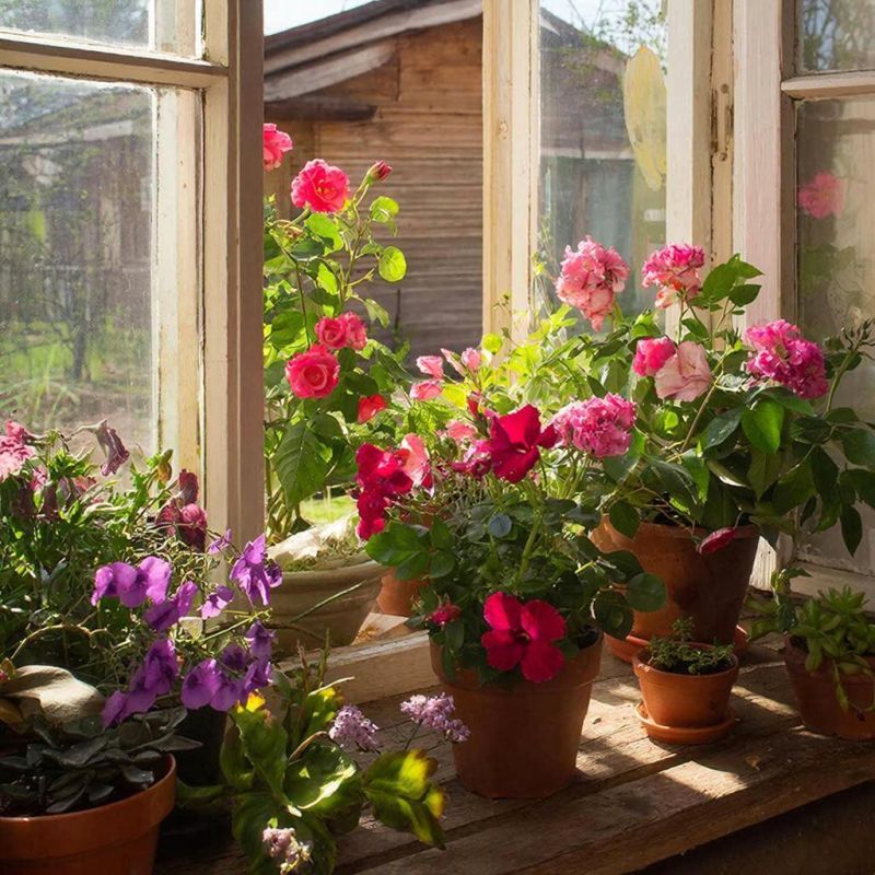 �������: ������, ������� ����� ������� ���� ����