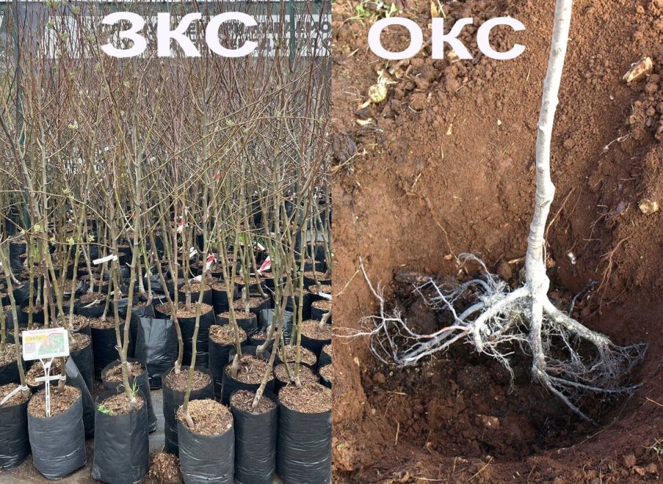 ��� �� ��������� �� ������: ������� �������� �������� ������� ��� ���������