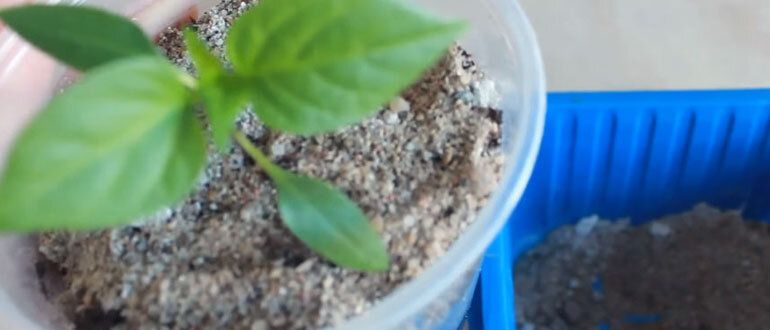 ������ �� ��������������� ��������� ����� ��� �������� �������