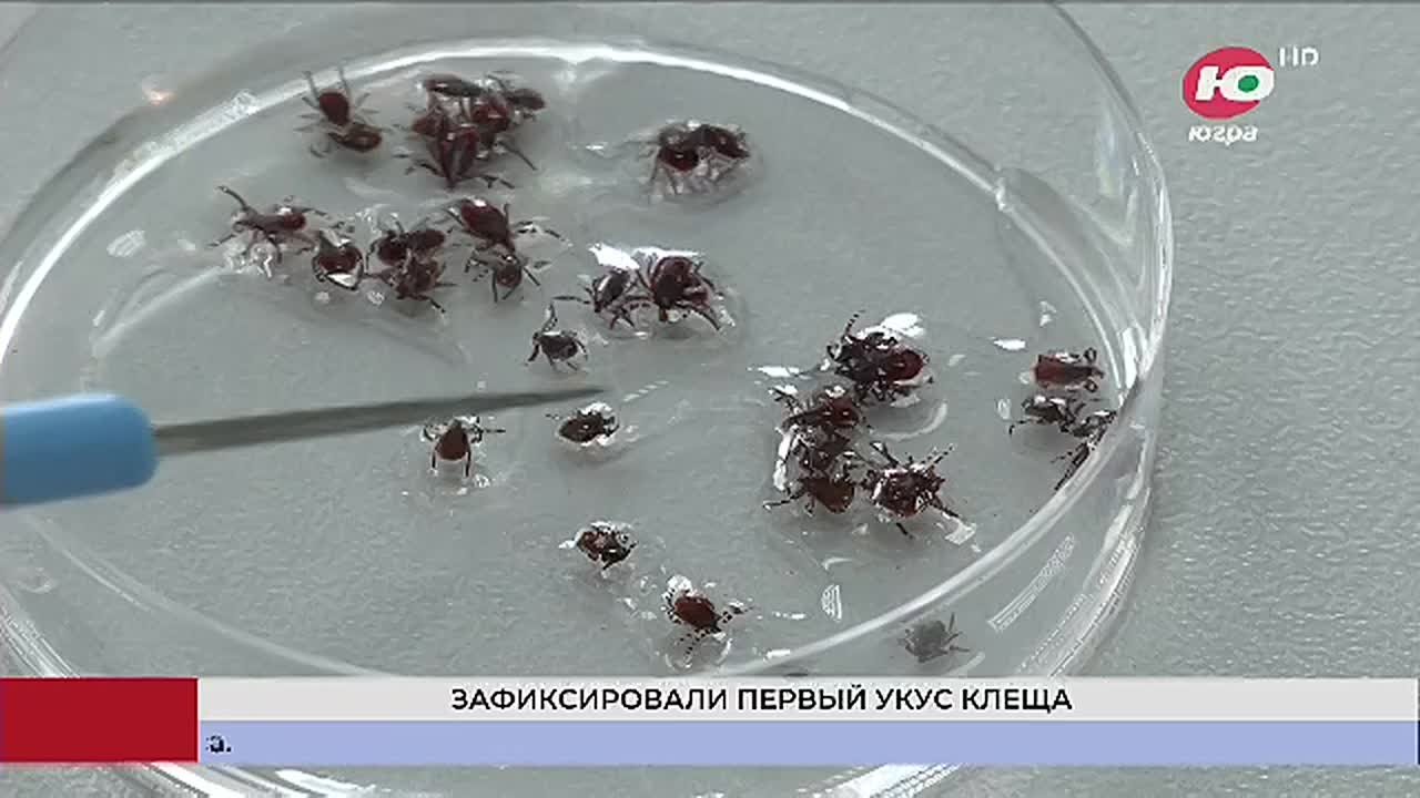 Клещи в Югре проснулись раньше медведей