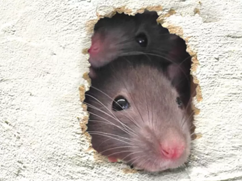 Как защитить деревянный дом от мышей: практические советы и хитрости