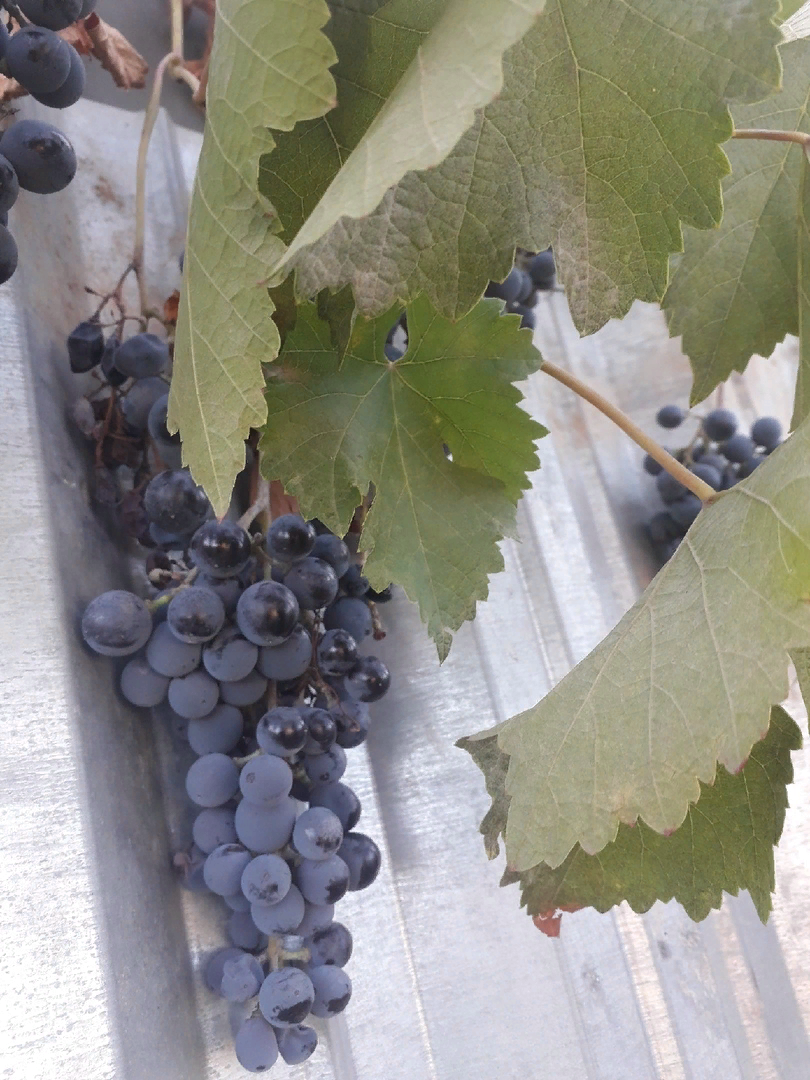 Пожалуйста, обломайте виноград: как это поможет вашему урожаю