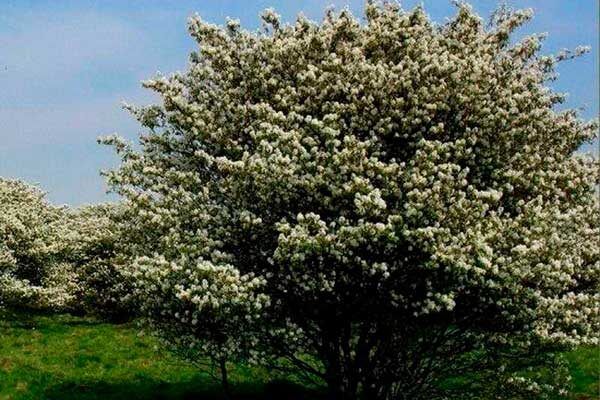 ���� ��������: ��� ����� ������� �� ����