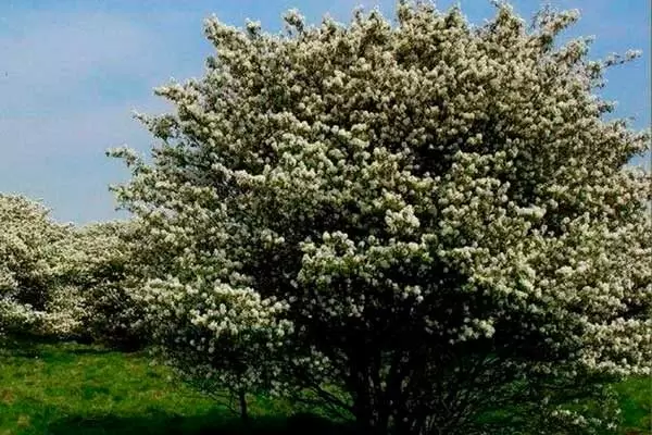 Ирга Нортлайн: ваш новый фаворит на даче