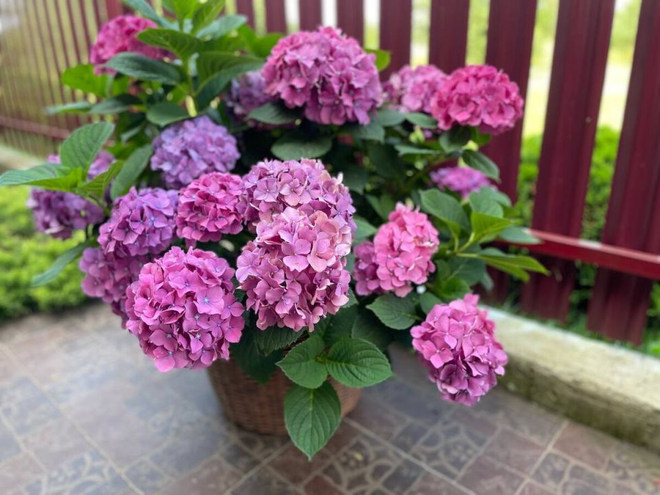 ��� ������� ��������� ����� ��� ���������: ������� ������������� ��������