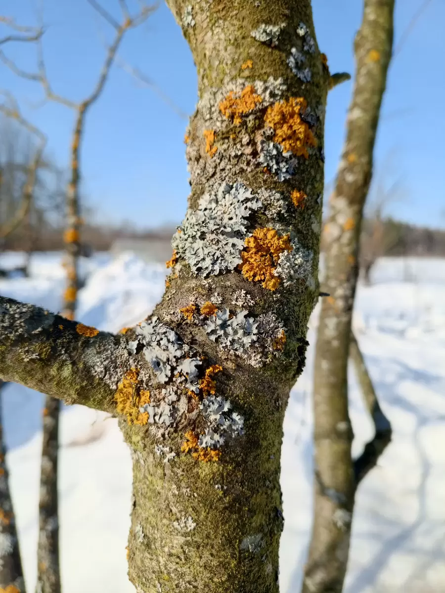 Лишайники в саду: как понять, что они говорят о вашем дереве