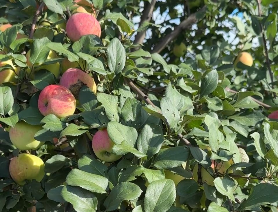 ������ ������� ������� �����?