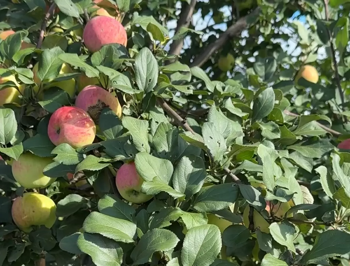 Почему осенняя обрезка важна?