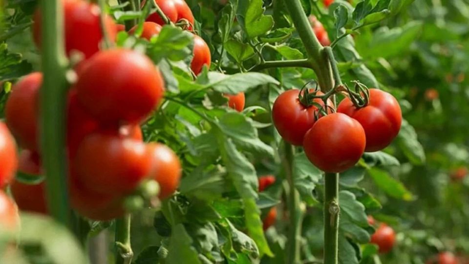 ������������ ��������� �������: ��� �������� ���� � ��������