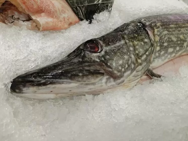 Сроки учета рыбы в Североморске: важные детали для рыбоводов