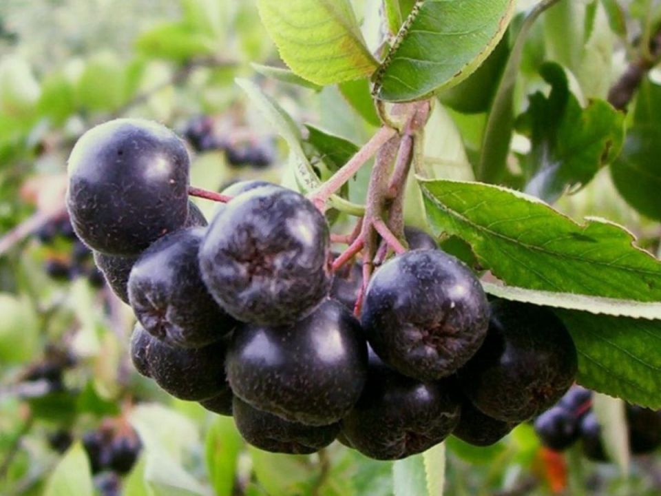 ������� ����� ������: ��� ��������������� ������ �� ����� ����������� � ��������