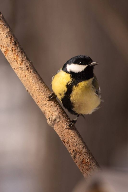 ��������� ������ ��������. ��� � �������