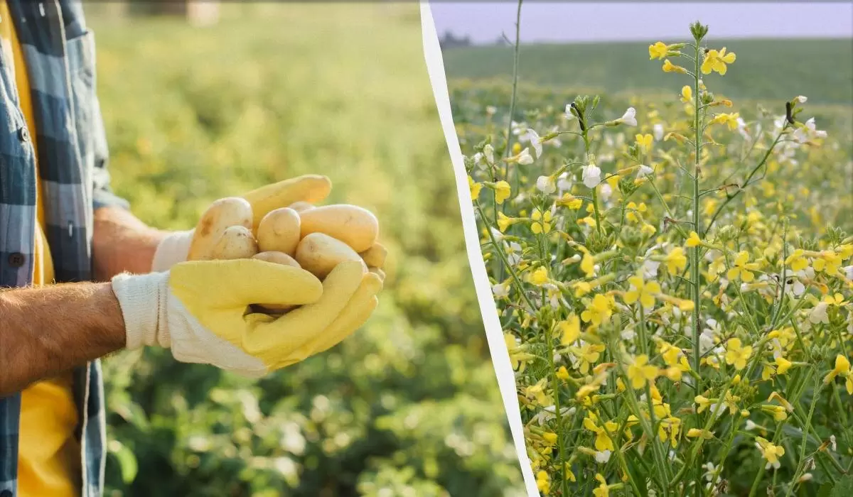 Умные советы: что засеять после картофеля для лучшего урожая