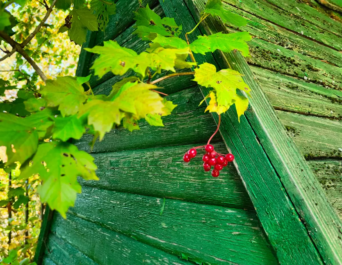 Осенние выходные на даче: как провести время с уютом и вкусом