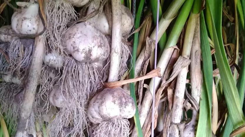 Как эффективно использовать грядки после уборки чеснока: альтернативы и советы