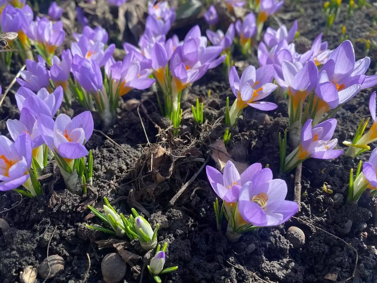 Когда снег растаял: что проверить в саду для здоровья деревьев и кустарников