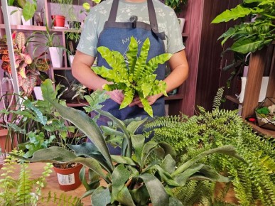 ��� ��������� �����������: ������� ��������� ����� � ����������� �������