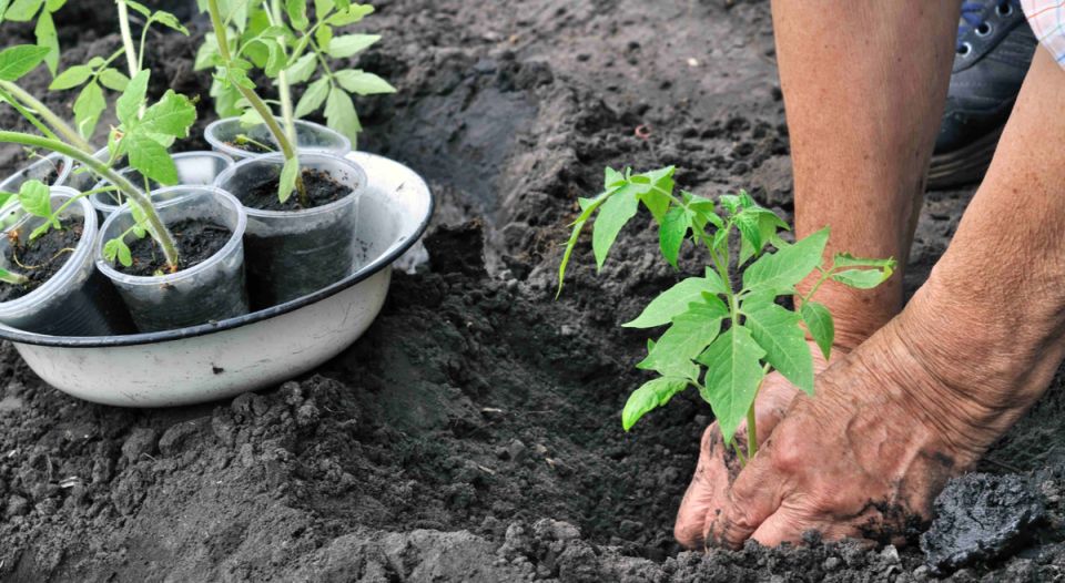 ������� �������� ������� �������