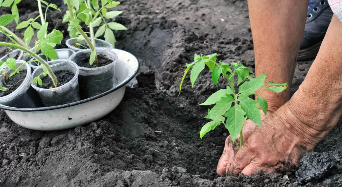 Секреты успешной высадки томатов