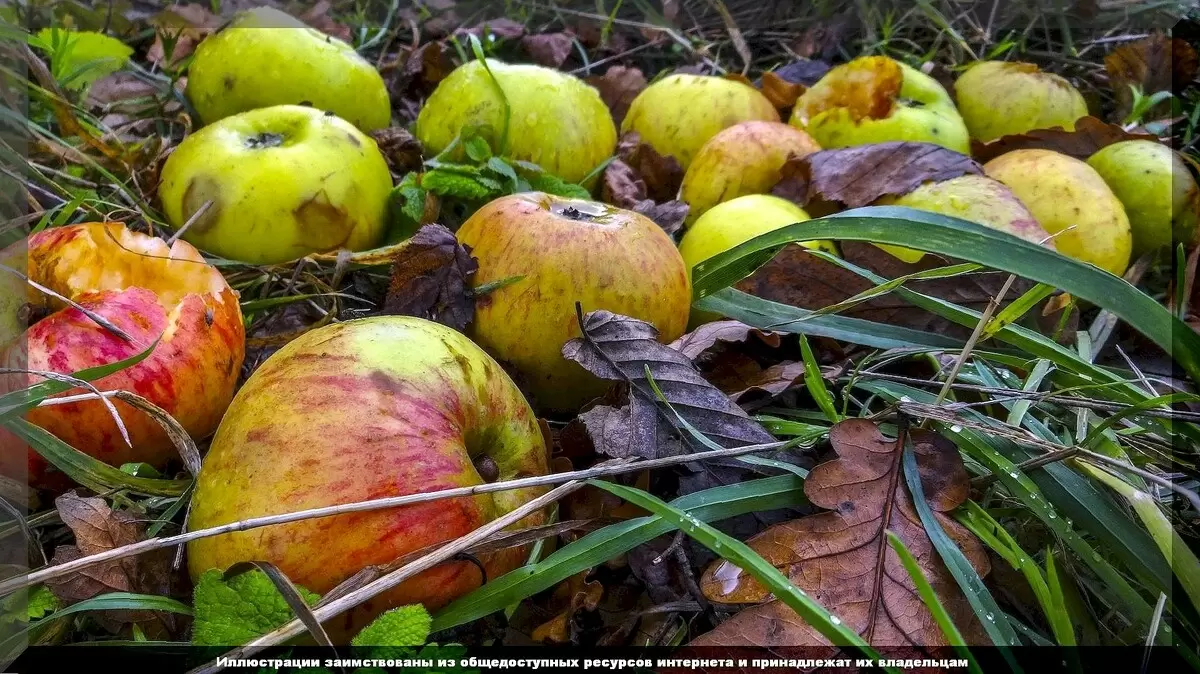 Секреты успешного ухода за плодовыми садами в середине июля