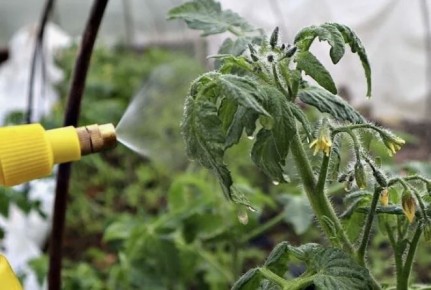 Июньские секреты питания для томатов, огурцов и перцев: как добиться щедрого урожая