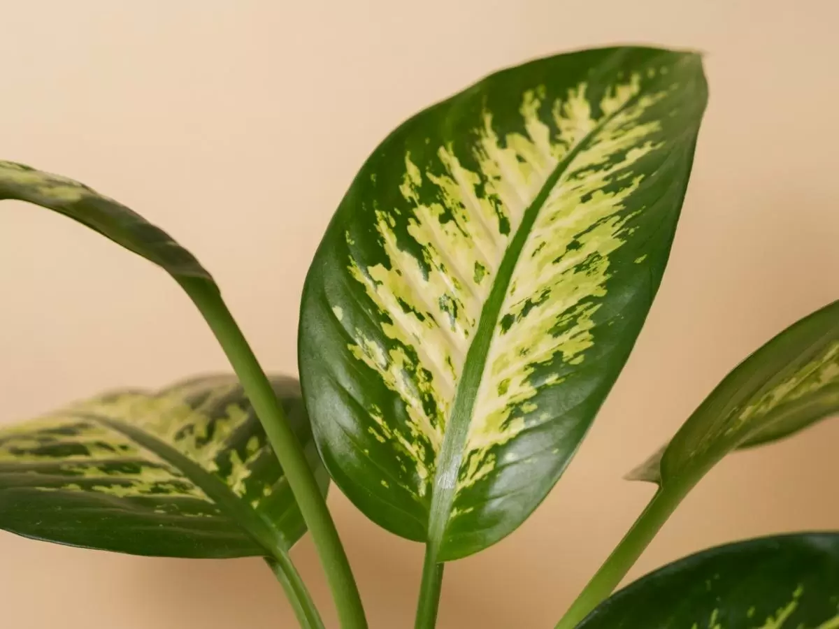 Скрытая опасность: как комнатные растения могут угрожать вашему здоровью