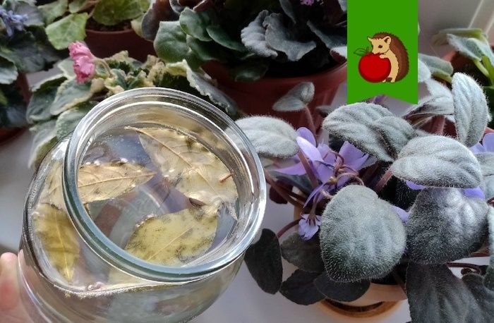 ��� �������� ���� �������� ��������� ������: ������� � ������� �����