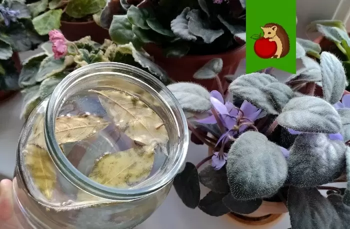 Как лавровый лист помогает комнатным цветам: простые и рабочие трюки