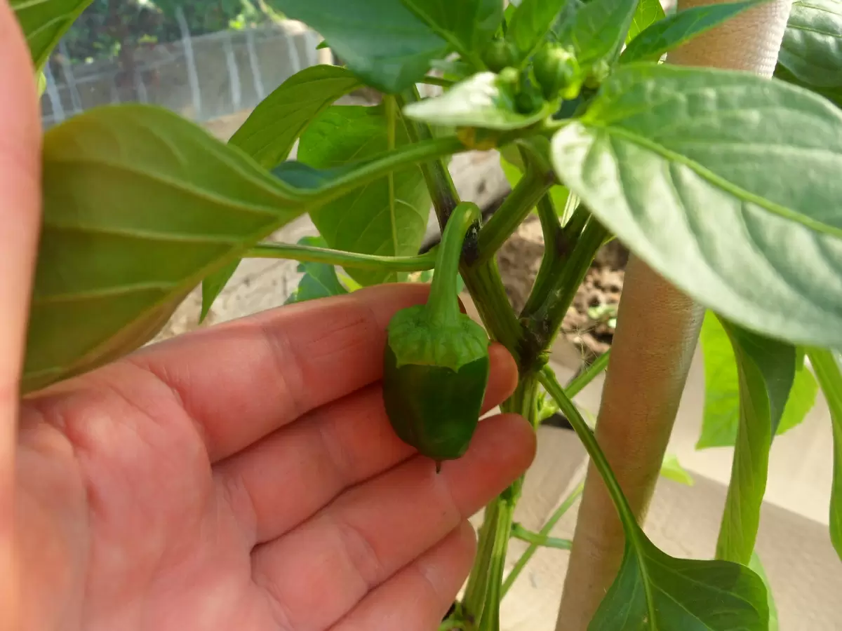 Почему ваш перец сбрасывает завязь: анализ причин и простые решения