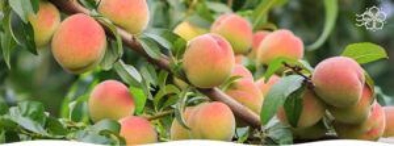 ������������� ������: ������ ������ � ������