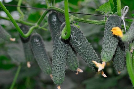 Огурцы Лютояр: как добиться идеального урожая на вашем участке