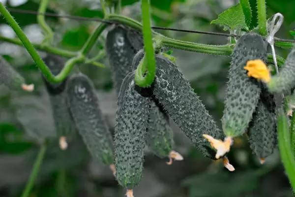 Огурцы Лютояр: как добиться идеального урожая на вашем участке