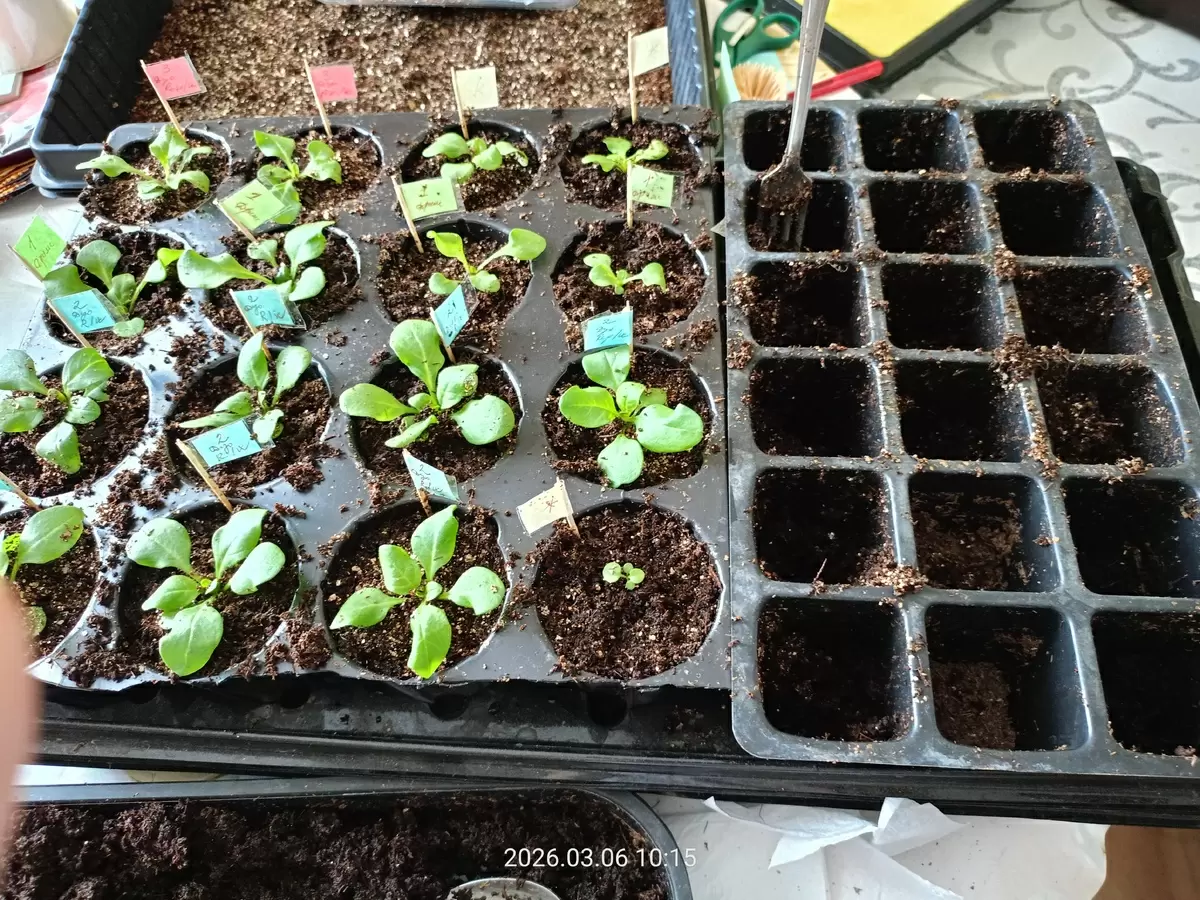 Как правильно пересаживать петунии: советы и секреты