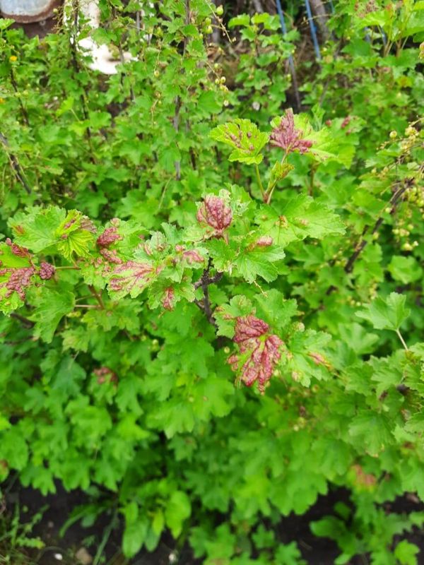 �������� �� ������� ������� ���������: ��� ���������� � �������� ���������