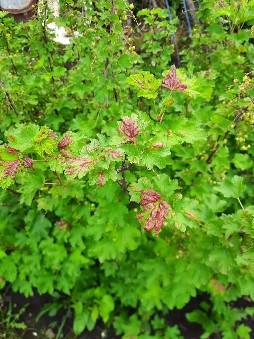 Пузырьки на листьях красной смородины: как распознать и победить вредителя