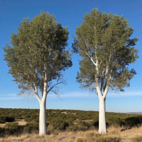 ������� ������ ������� ��������