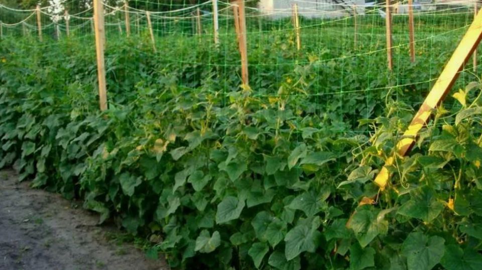 ��� ���������� ��������� ������ �� �������� �������: ������� ������� � ���� ���� ���������