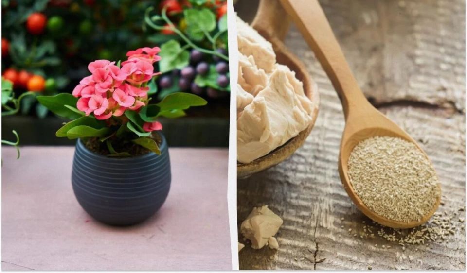 ������������ �������� ��� ��������� ��������