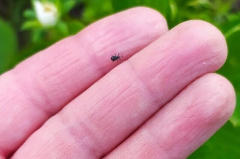 ��� �������� �������� �� ����-�������: ��� ����������� ����� ���������