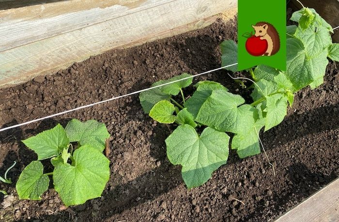 ��� ������� ������������� ������ � �������: ������ �� ����������� �����������