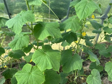 Как получить ранний урожай огурцов: проверенные советы от опытных дачников