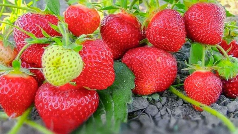 ��� �������� �������� �� ���������� � ������� ������������ ��������� �� 12 ������