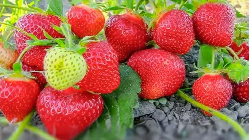 Как защитить клубнику от вредителей с помощью натурального удобрения за 12 рублей