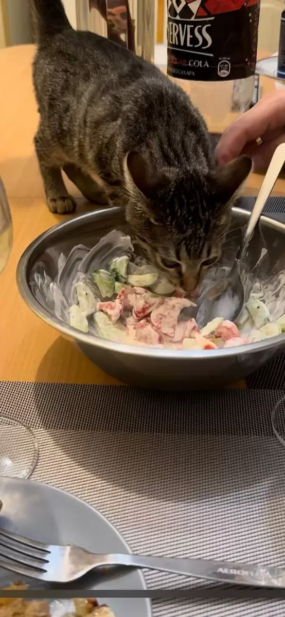 Кулинарные приключения домашнего кота