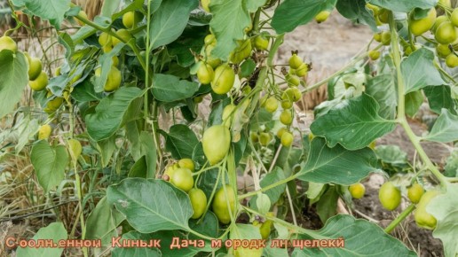 ��� ��������� ������ � �������: ������� ��������� ������