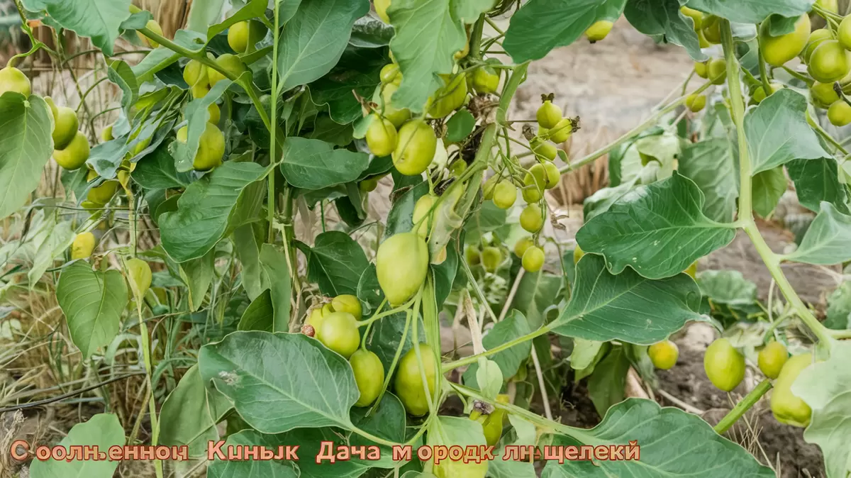 Как сохранить томаты в теплице: секреты успешного урожая