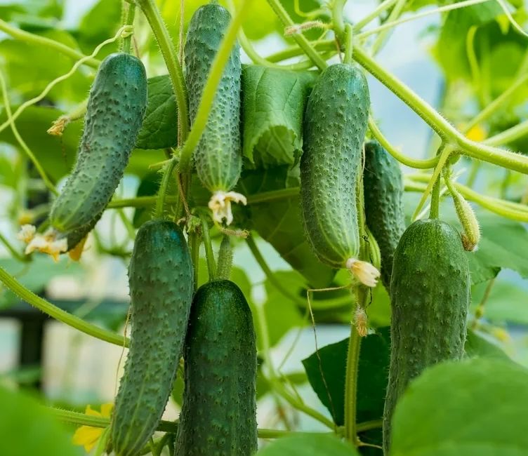 ��� ���������� ������� ������� ������ � ����: ������� ���������