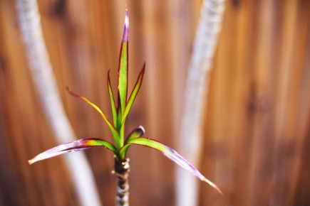 ��� ��������� ������� � ����������� �������: 9 ������ �������� �����